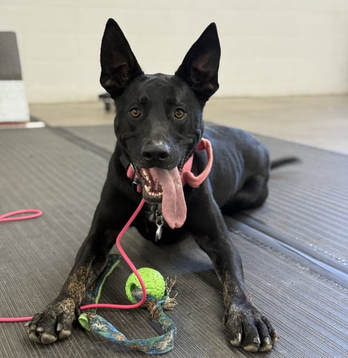 JUNIPER COURTESY LISTING - Shepherd available for adoption