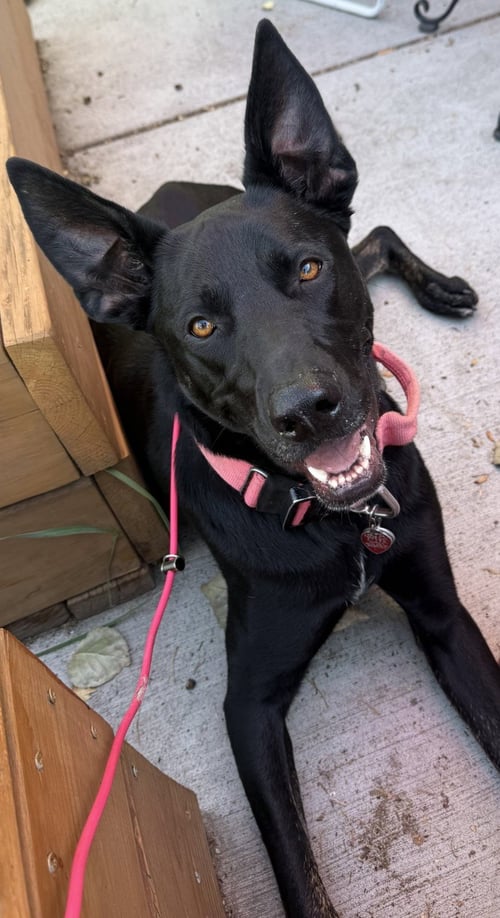 JUNIPER COURTESY LISTING - Shepherd available for adoption
