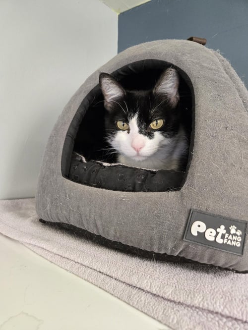 IZZY - Domestic Short Hair for adoption in Boulder