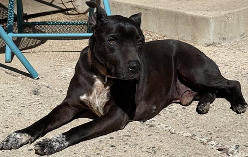 ELIJAH COURTESY LISTING - Pit Bull Terrier available for adoption