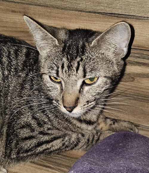 AUSSIE - Domestic Short Hair for adoption in Boulder