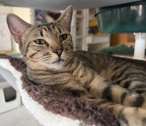 AUSSIE - Domestic Short Hair available for adoption