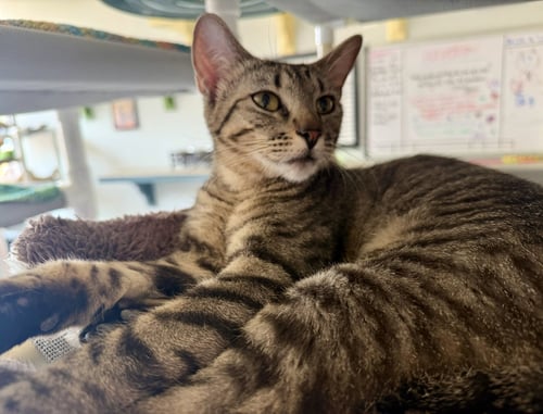 AUSSIE - Domestic Short Hair available for adoption