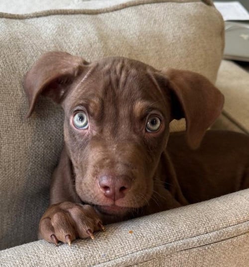 COOPER - Pit Bull Terrier available for adoption