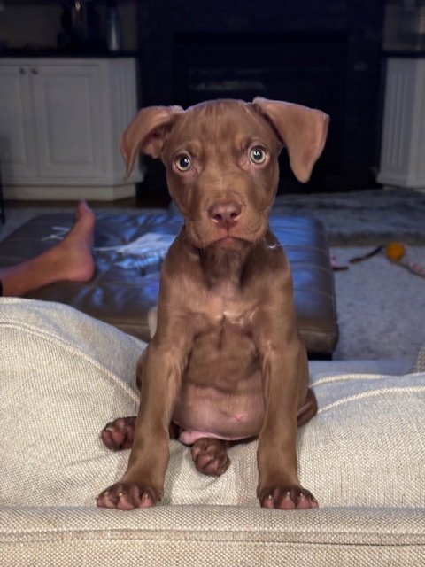 COOPER - Pit Bull Terrier available for adoption