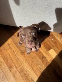 Cooper - Photo 3