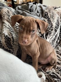 Cooper - Photo 4
