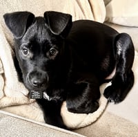 Zazu - Photo 4