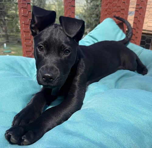 ZAZU - Staffordshire Bull Terrier / Labrador Retriever available for adoption