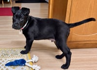 Zazu - Photo 3