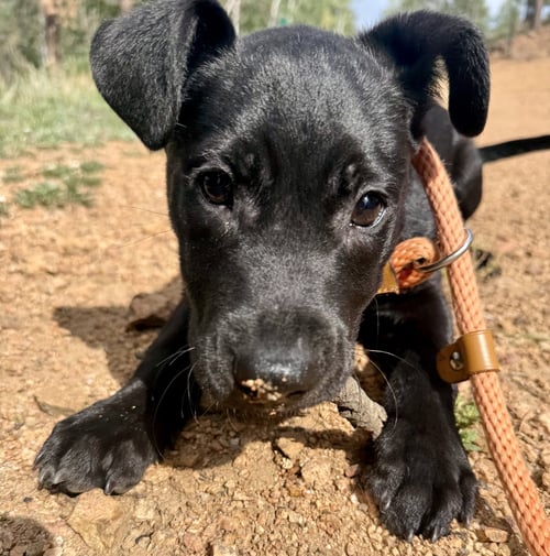 ZAZU - Staffordshire Bull Terrier / Labrador Retriever available for adoption