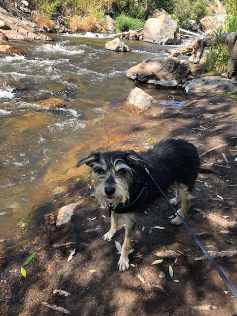 LUDWIG COURTESY LISTING - Schnauzer available for adoption