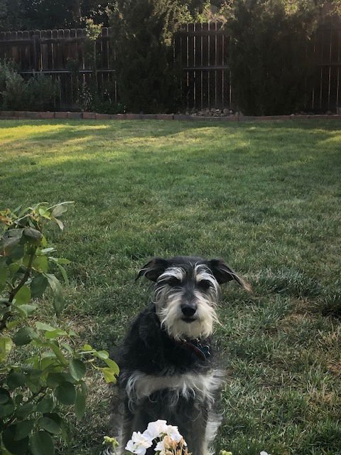 LUDWIG COURTESY LISTING - Schnauzer available for adoption