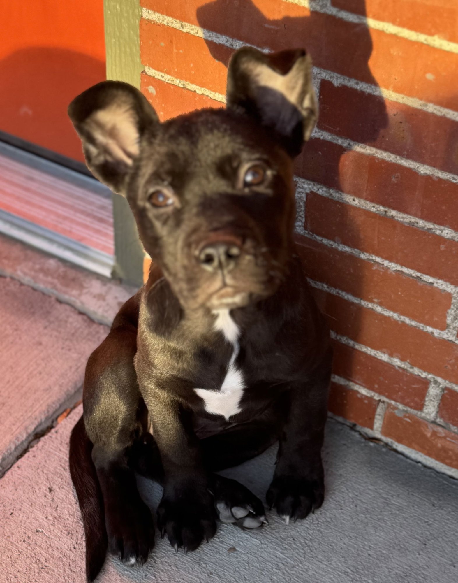 BLANCA - Pit Bull Terrier / Labrador Retriever available for adoption