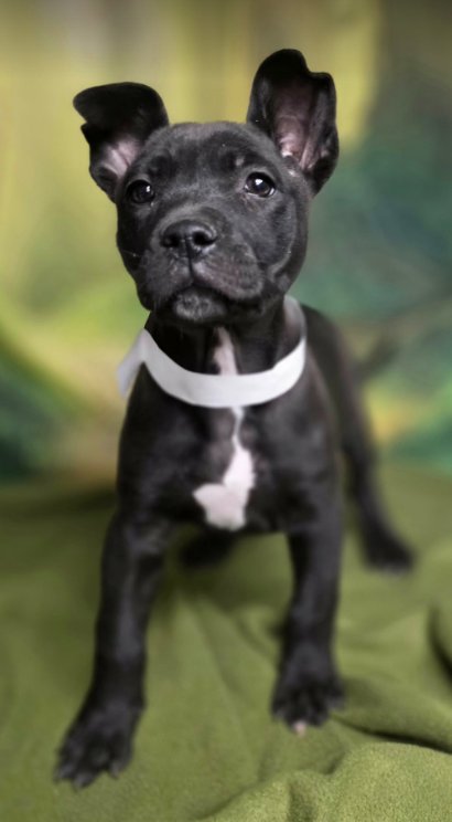 BLANCA - Pit Bull Terrier / Labrador Retriever available for adoption