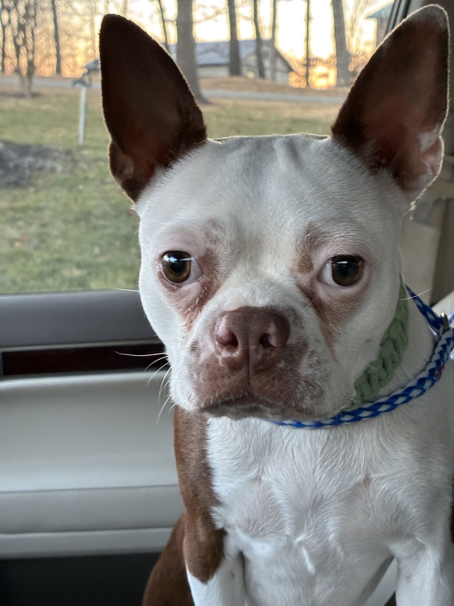 SAGE - Boston Terrier available for adoption