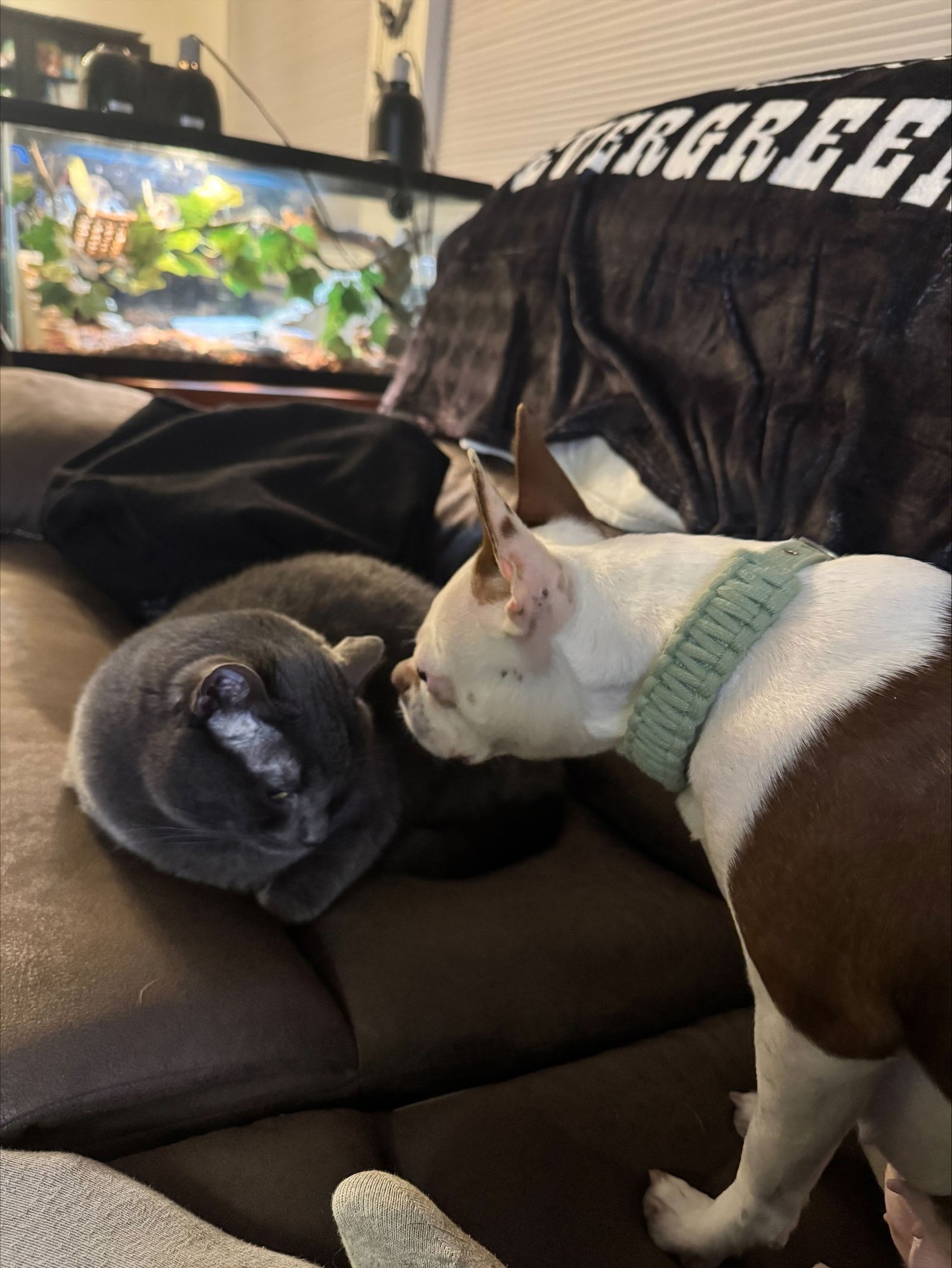 SAGE - Boston Terrier available for adoption