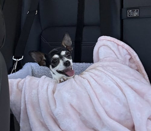 BRIE - Toy Fox Terrier available for adoption