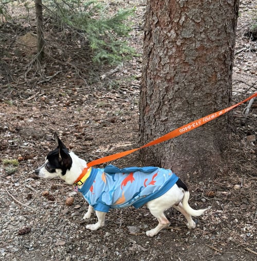 BRIE - Toy Fox Terrier available for adoption