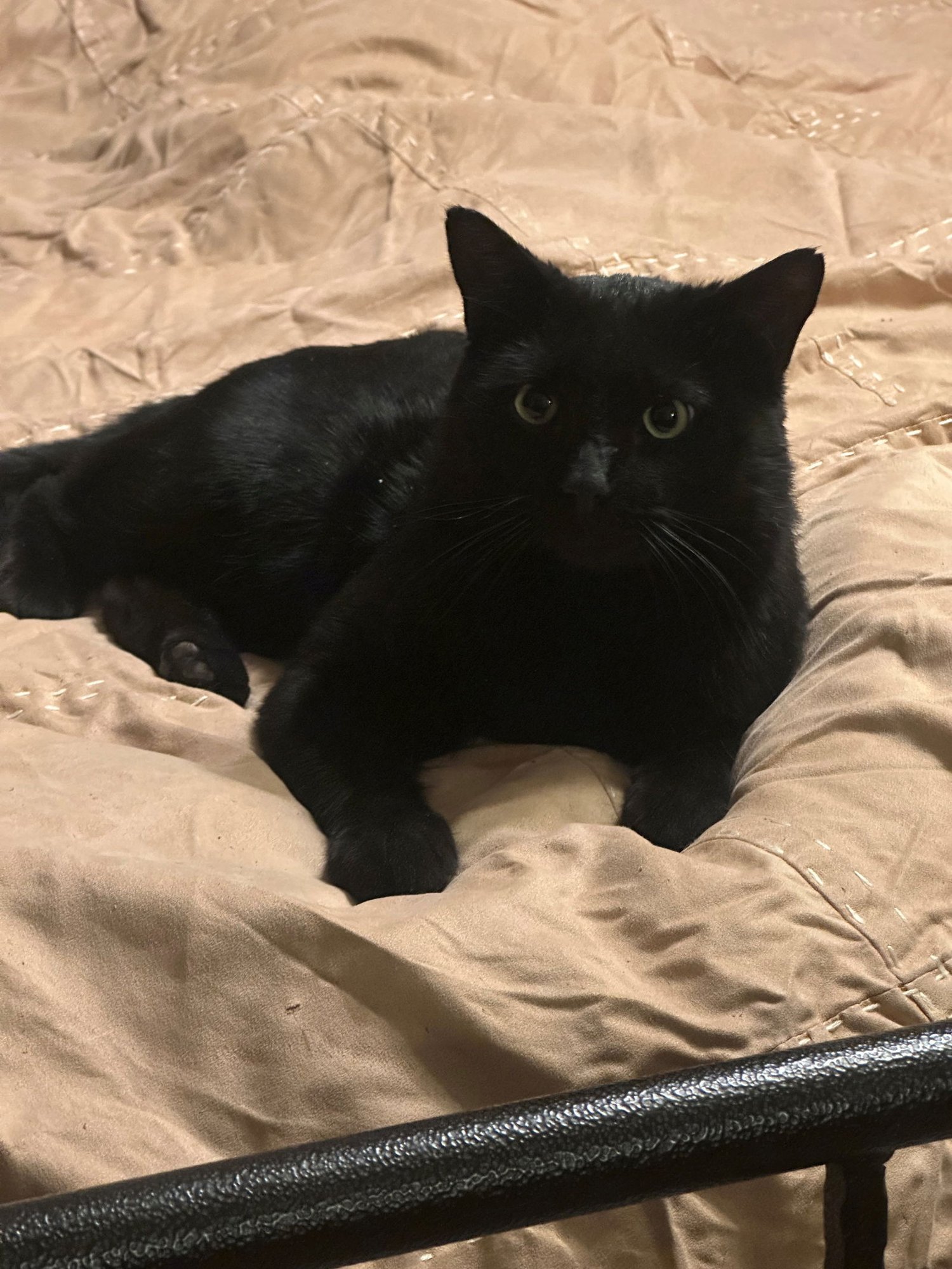 BUBBA - Domestic Short Hair for adoption in Boulder
