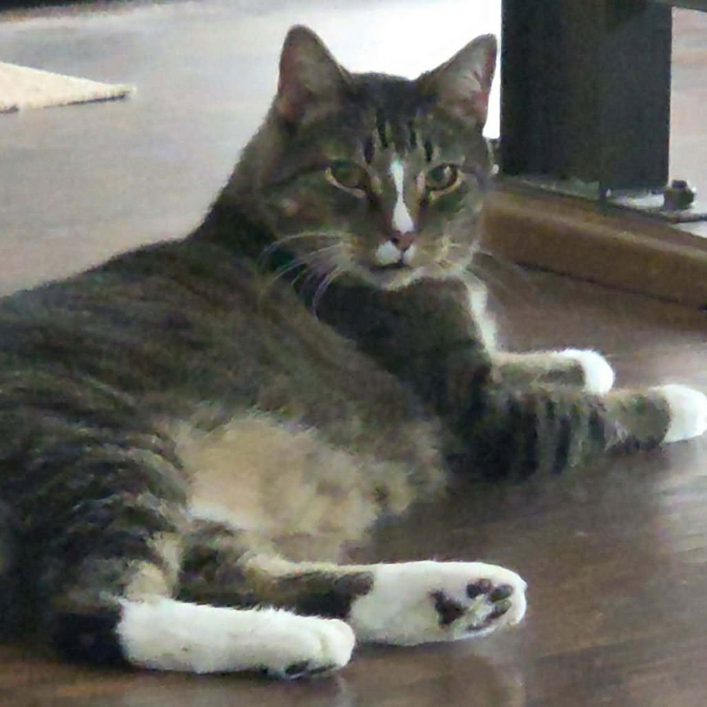 MULDER - Domestic Short Hair available for adoption