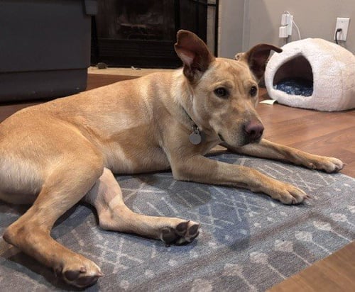 NASH - Retriever / Labrador Retriever available for adoption