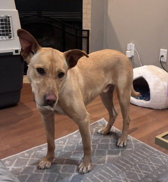 NASH - Retriever / Labrador Retriever available for adoption