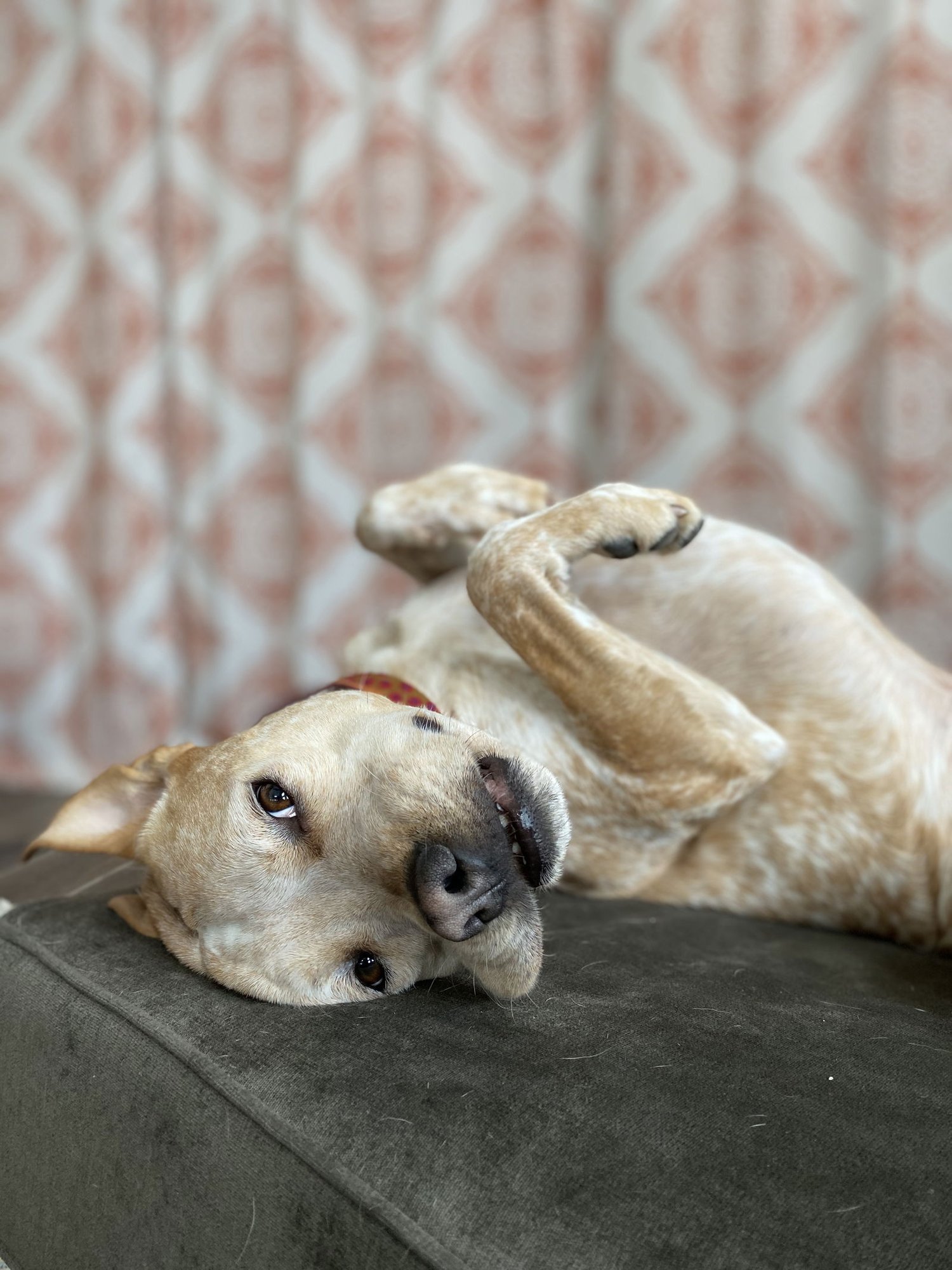 DRAKEY DRAKE MCDRAKERSON COURTESY LISTING - Labrador Retriever available for adoption