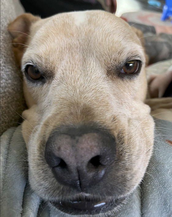 Drakey Drake McDrakerson Courtesy Listing - Photo 3