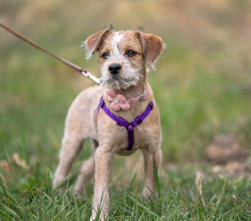 BUNNY - Australian Cattle Dog/Blue Heeler available for adoption