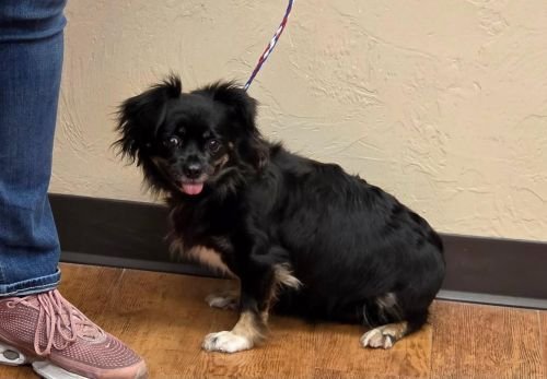 CARLY - Spaniel available for adoption