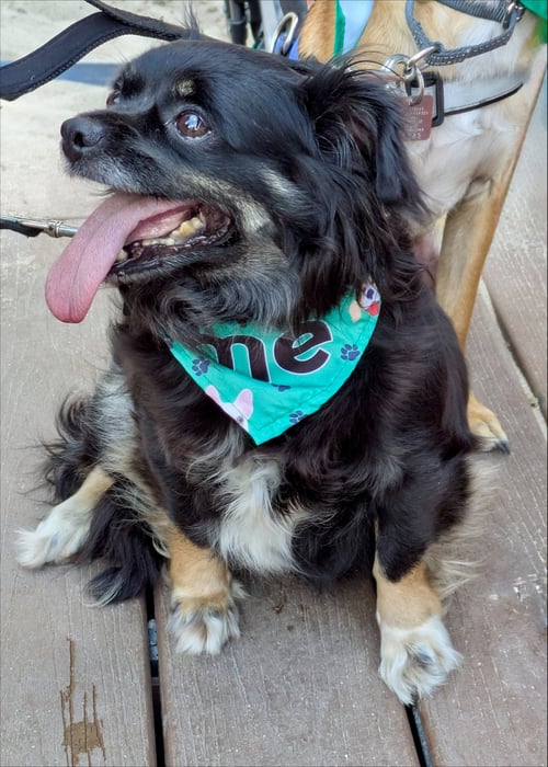 CARLY - Spaniel available for adoption