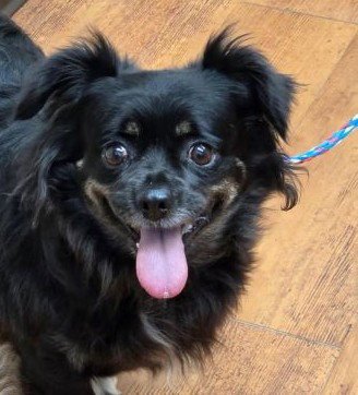 CARLY - Spaniel available for adoption