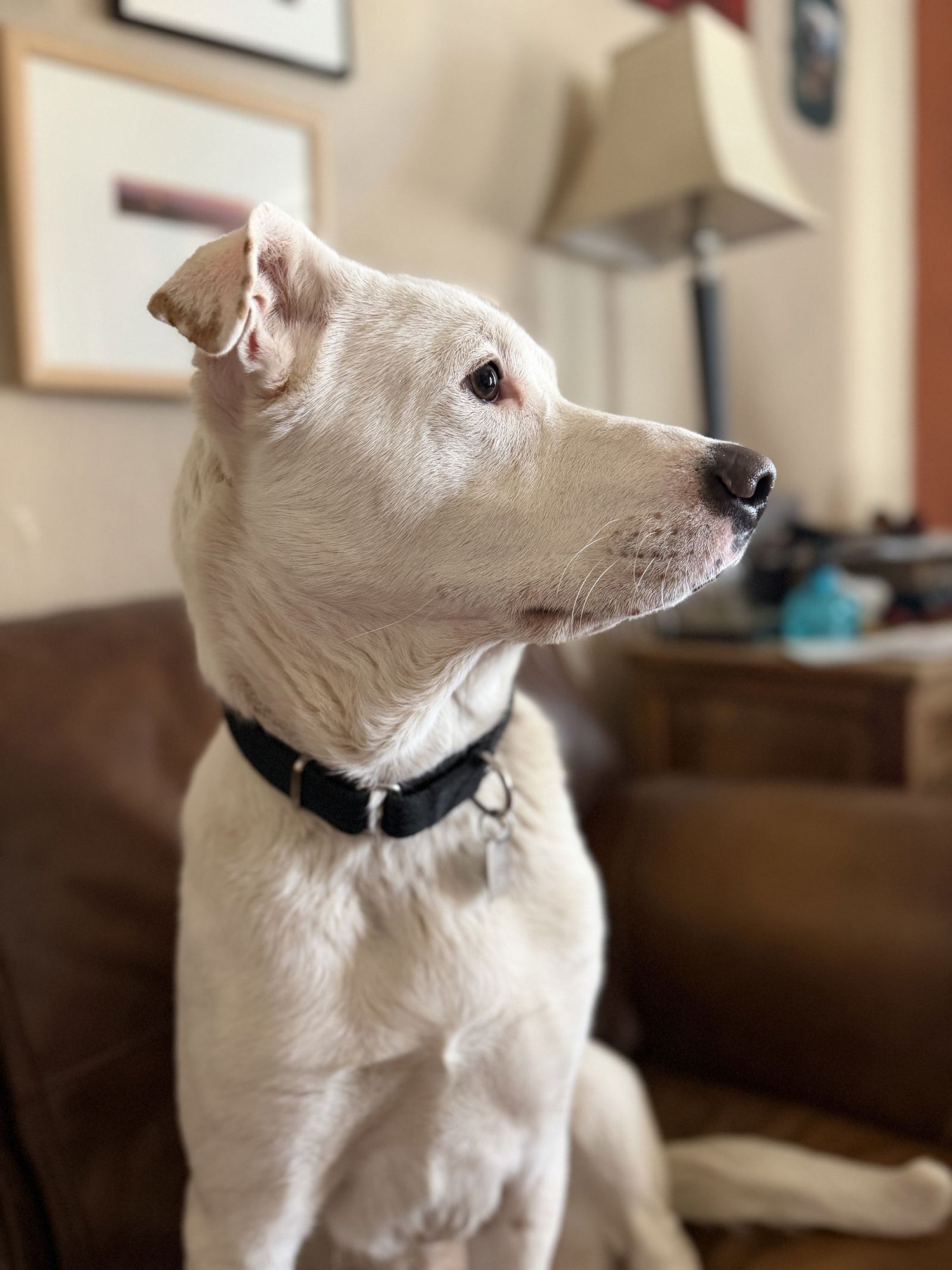 GUS - Labrador Retriever / Shepherd available for adoption