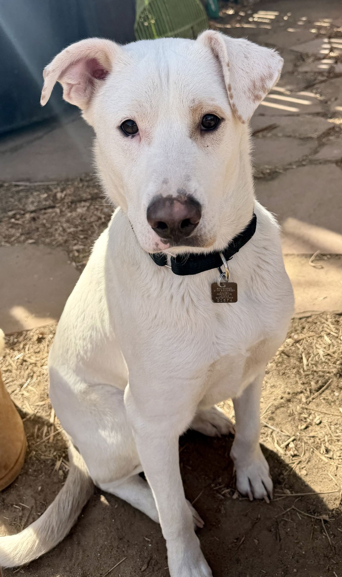 GUS - Labrador Retriever / Shepherd available for adoption