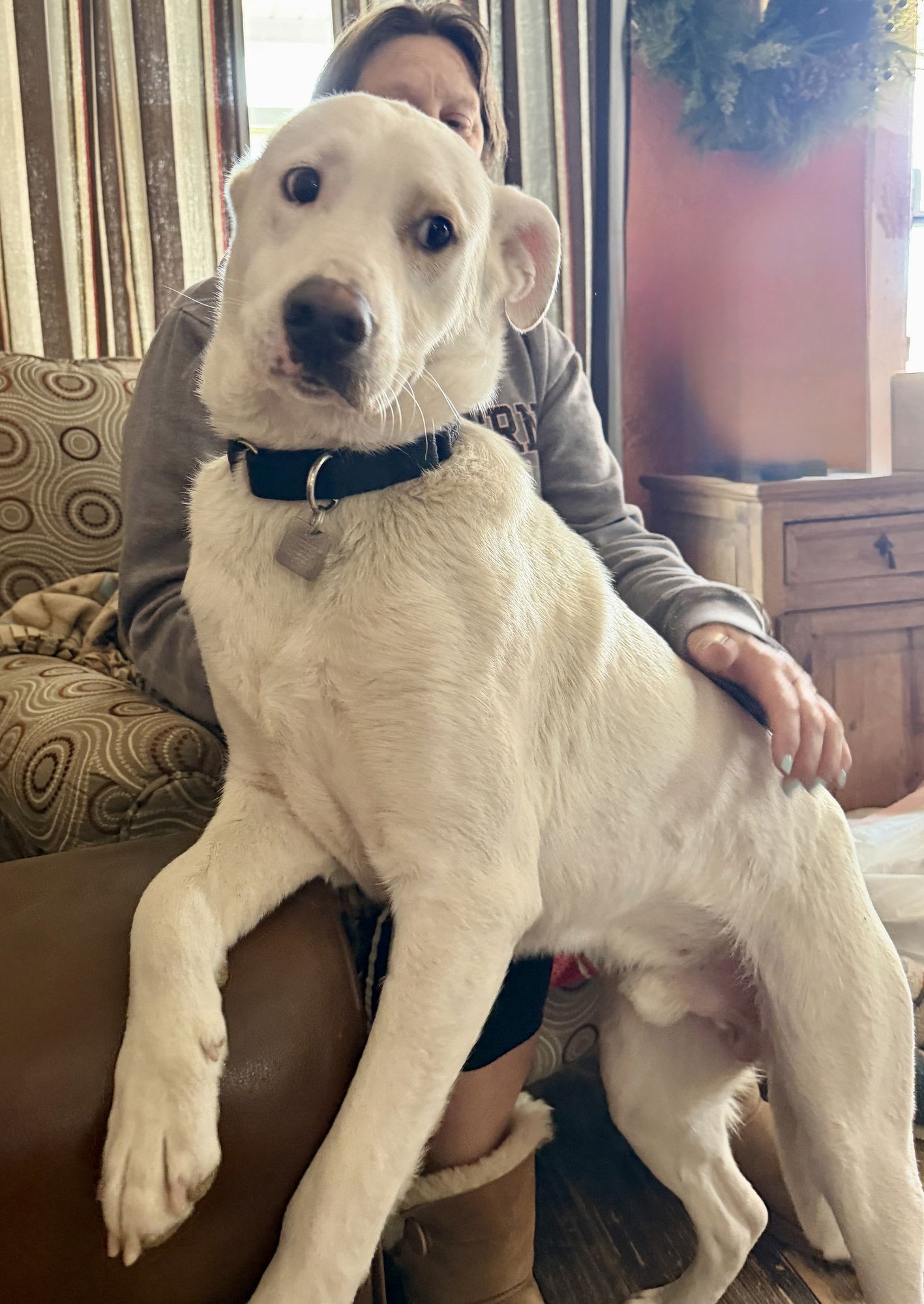 Gus - Photo 3