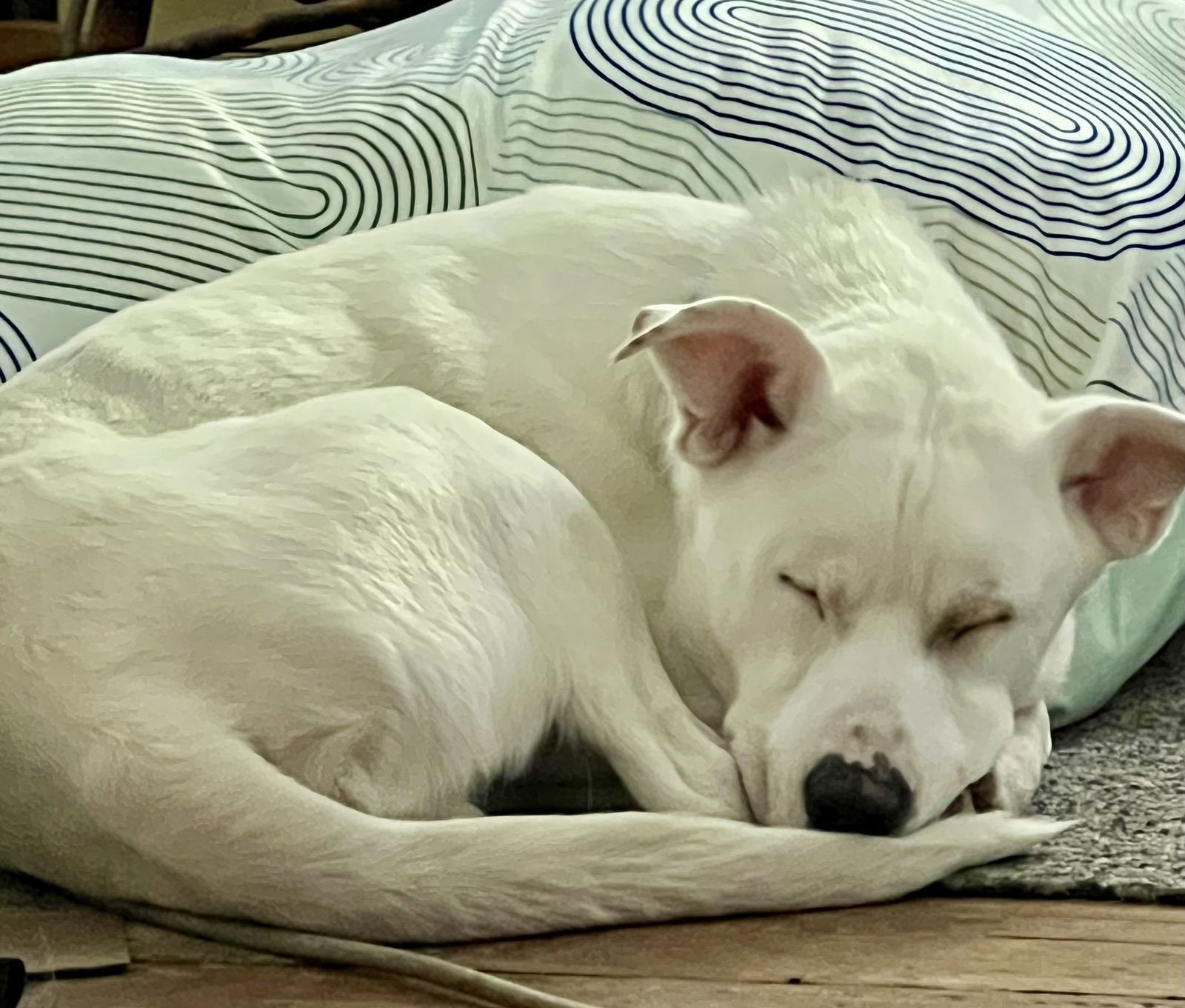 Gus - Photo 5