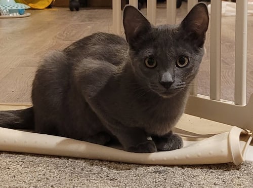 FIG - Domestic Short Hair available for adoption