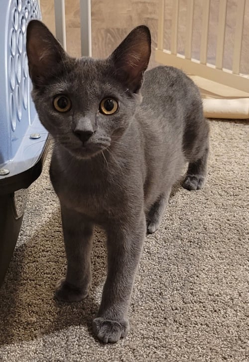 FIG - Domestic Short Hair available for adoption
