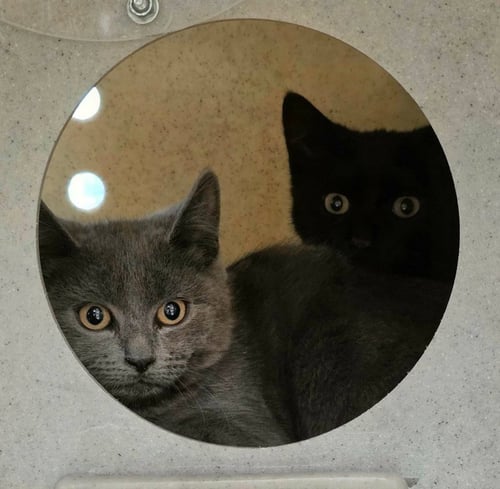 DRAGON - Domestic Short Hair available for adoption