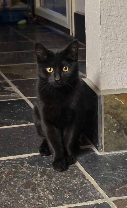 DRAGON - Domestic Short Hair available for adoption