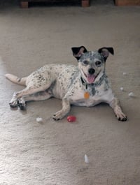 Patches - Photo 6