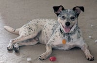 Patches - Photo 1