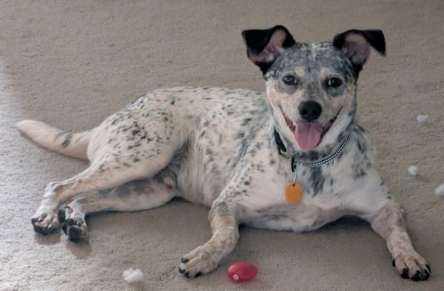 PATCHES - Australian Cattle Dog/Blue Heeler available for adoption