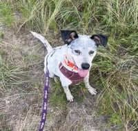 Patches - Photo 7