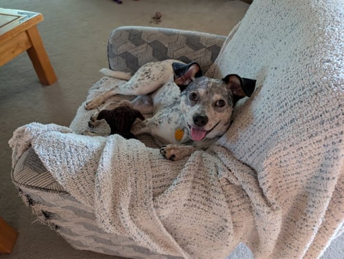 PATCHES - Australian Cattle Dog/Blue Heeler available for adoption