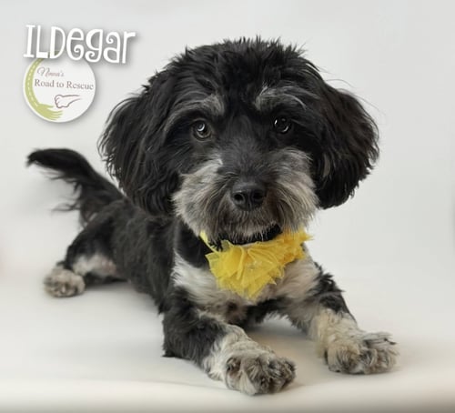 ILDEGAR - Yorkshire Terrier Yorkie / Poodle (Miniature) for adoption in Shreveport