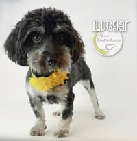 Ildegar - Photo 2