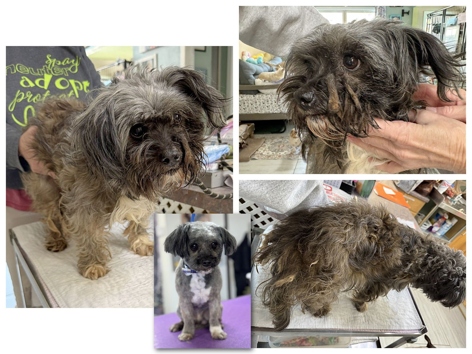 SHAK - Shih Tzu available for adoption