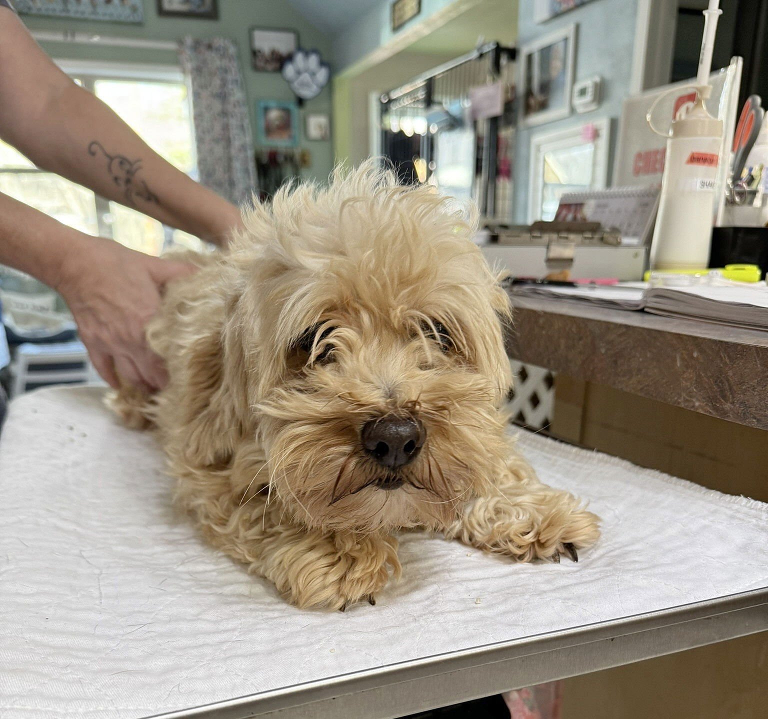 HAMBLEN (NOT YET AVAILABLE) - Havanese available for adoption